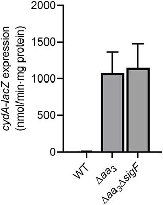 Induction of the cydAB Operon Encoding the bd Quinol Oxidase Under Respiration-Inhibitory Conditions by the Major cAMP Receptor Protein MSMEG_6189 in Mycobacterium smegmatis